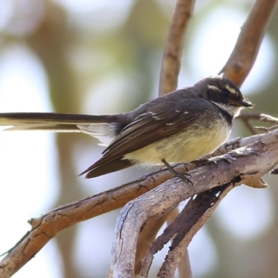 Rhipidura albiscapa (Grey Fantail) at West Wodonga, VIC - 15 Nov 2020 by Kyliegw