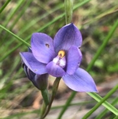 Thelymitra sp. (A Sun Orchid) at Bruce, ACT - 9 Nov 2020 by goyenjudy