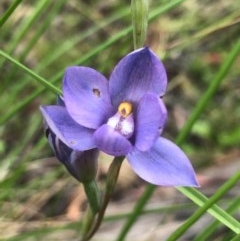 Thelymitra (Genus) (Sun Orchid) at Point 604 - 10 Nov 2020 by goyenjudy