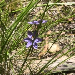 Thelymitra sp. at Point 604 - 10 Nov 2020