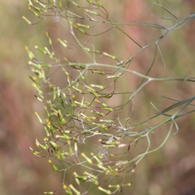 Senecio quadridentatus (Cotton Fireweed) at West Wodonga, VIC - 15 Nov 2020 by KylieWaldon