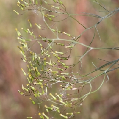 Senecio quadridentatus (Cotton Fireweed) at Felltimber Creek NCR - 14 Nov 2020 by Kyliegw
