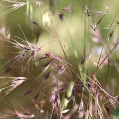 Bromus diandrus (Great Brome) at Felltimber Creek NCR - 14 Nov 2020 by Kyliegw