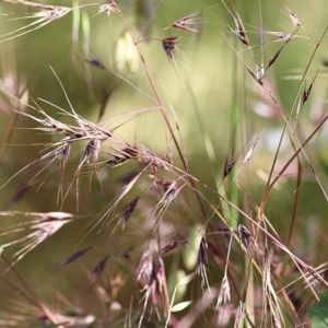 Bromus diandrus at West Wodonga, VIC - 15 Nov 2020 08:45 AM