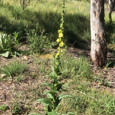 Verbascum virgatum (Green Mullein) at Bruce Ridge to Gossan Hill - 13 Nov 2020 by goyenjudy
