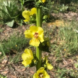 Verbascum virgatum at Bruce, ACT - 13 Nov 2020 11:04 PM