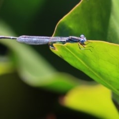 Austrolestes leda (Wandering Ringtail) at Wodonga - 15 Nov 2020 by KylieWaldon