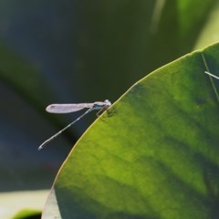 Austrolestes leda at Wodonga, VIC - 15 Nov 2020 09:45 AM