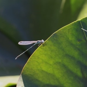 Austrolestes leda at Wodonga, VIC - 15 Nov 2020