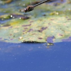 Hemicordulia australiae (Australian Emerald) at Wodonga - 14 Nov 2020 by Kyliegw