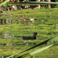 Gallinula tenebrosa (Dusky Moorhen) at Wodonga, VIC - 14 Nov 2020 by Kyliegw