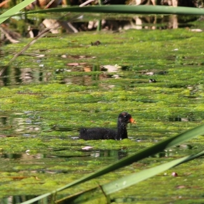 Gallinula tenebrosa (Dusky Moorhen) at Wodonga - 14 Nov 2020 by Kyliegw