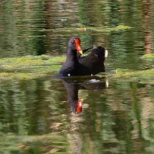 Gallinula tenebrosa at Wodonga, VIC - 15 Nov 2020 09:50 AM