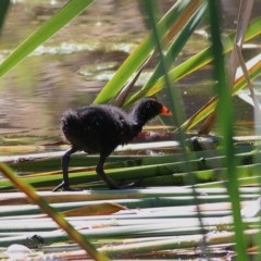 Gallinula tenebrosa at Wodonga, VIC - 15 Nov 2020 09:50 AM