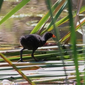 Gallinula tenebrosa at Wodonga, VIC - 15 Nov 2020 09:50 AM