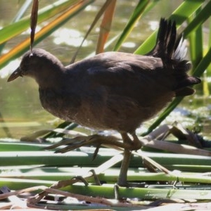 Gallinula tenebrosa at Wodonga, VIC - 15 Nov 2020 09:50 AM