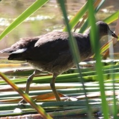 Gallinula tenebrosa at Wodonga, VIC - 15 Nov 2020 09:50 AM