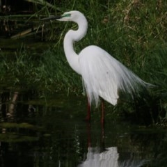 Ardea alba (Great Egret) at Wodonga - 14 Nov 2020 by Kyliegw