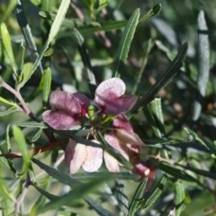Dodonaea viscosa subsp. angustifolia (Giant Hop-bush) at Illilanga & Baroona - 9 Nov 2020 by Illilanga