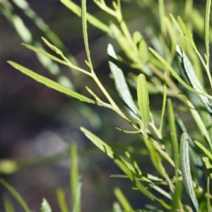 Dodonaea viscosa subsp. angustifolia at Michelago, NSW - 10 Nov 2020