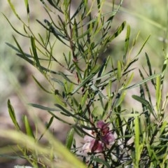 Dodonaea viscosa subsp. angustifolia at Illilanga & Baroona - 10 Nov 2020 08:05 AM