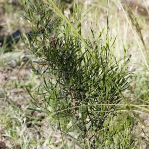 Dodonaea viscosa subsp. angustifolia at Michelago, NSW - 10 Nov 2020