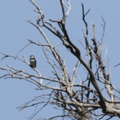 Stagonopleura guttata (Diamond Firetail) at Michelago, NSW - 8 Nov 2020 by Illilanga