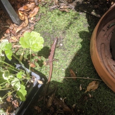 Eulamprus heatwolei (Yellow-bellied Water Skink) at Rivett, ACT - 15 Nov 2020 by Lucylu243