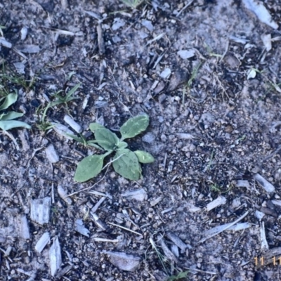 Cymbonotus sp. (preissianus or lawsonianus) (Bears Ears) at Fowles St. Woodland, Weston - 10 Nov 2020 by AliceH