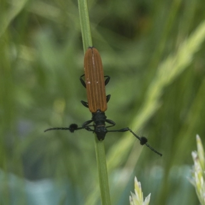 Tropis paradoxa (Longicorn beetle) at Illilanga & Baroona - 11 Nov 2020 by Illilanga
