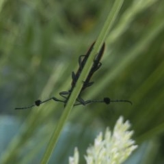 Tropis paradoxa at Michelago, NSW - 11 Nov 2020