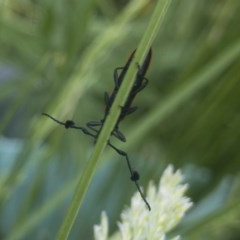 Tropis paradoxa at Michelago, NSW - 11 Nov 2020