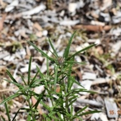 Euchiton involucratus (Star Cudweed) at Weston, ACT - 15 Nov 2020 by AliceH