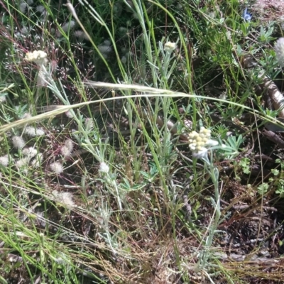 Pseudognaphalium luteoalbum (Jersey Cudweed) at Kambah, ACT - 15 Nov 2020 by RosemaryRoth