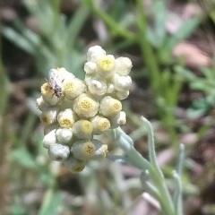 Pseudognaphalium luteoalbum at Kambah, ACT - 15 Nov 2020 02:06 PM