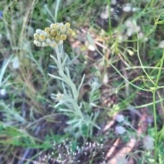 Pseudognaphalium luteoalbum at Kambah, ACT - 15 Nov 2020 02:06 PM