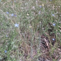 Pseudognaphalium luteoalbum at Kambah, ACT - 15 Nov 2020 02:06 PM