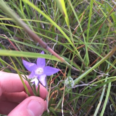 Dasineura sp. (genus) (Flower-galling Midge) at Hughes Garran Woodland - 14 Nov 2020 by Tapirlord