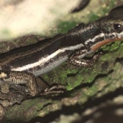 Morethia boulengeri (Boulenger's Skink) at Hughes Garran Woodland - 14 Nov 2020 by Tapirlord