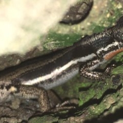 Morethia boulengeri at Hughes, ACT - 14 Nov 2020 07:42 PM