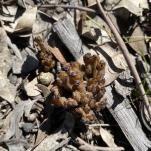 Clavulina sp. at Garran, ACT - 15 Nov 2020 10:39 AM