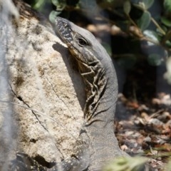 Varanus rosenbergi (Heath or Rosenberg's Monitor) at Illilanga & Baroona - 14 Nov 2020 by Illilanga