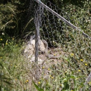 Varanus rosenbergi at Michelago, NSW - suppressed