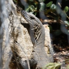 Varanus rosenbergi at Michelago, NSW - 14 Nov 2020