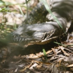 Varanus rosenbergi at Michelago, NSW - suppressed