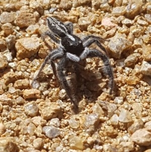 Ocrisiona leucocomis at Mullion, NSW - 15 Nov 2020