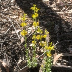 Pimelea curviflora (Curved Rice-flower) at Bruce Ridge to Gossan Hill - 3 Nov 2020 by goyenjudy