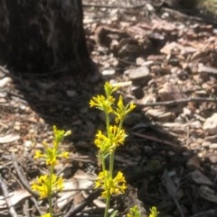 Pimelea curviflora at Bruce, ACT - 3 Nov 2020