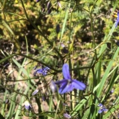 Dianella revoluta var. revoluta (Black-Anther Flax Lily) at Bruce, ACT - 10 Nov 2020 by goyenjudy