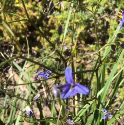 Dianella revoluta var. revoluta (Black-Anther Flax Lily) at Bruce, ACT - 10 Nov 2020 by goyenjudy